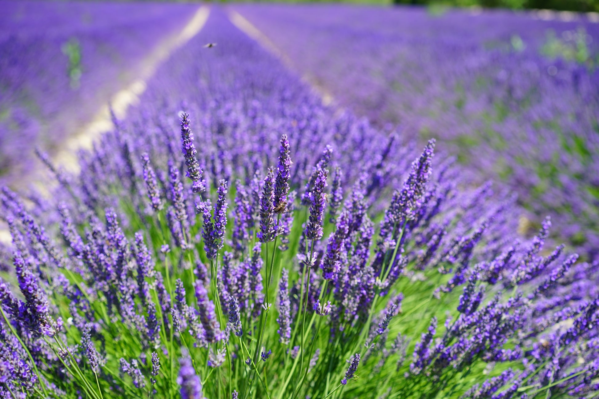 lavender plants for sale michigan 500 True ENGLISH LAVENDER VERA Lavandula Angustifolia Vera Herb Purple – Seedville USA
