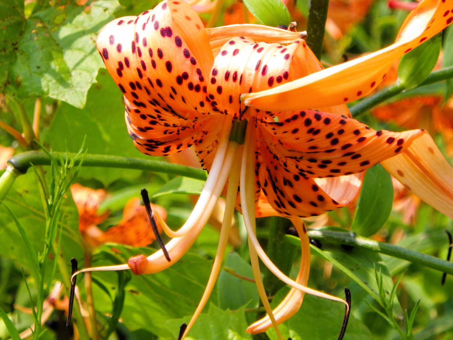 20 Orange TURKS CAP Tiger LILY Lilium Superbum Heirloom Native Perennial Flower Seeds