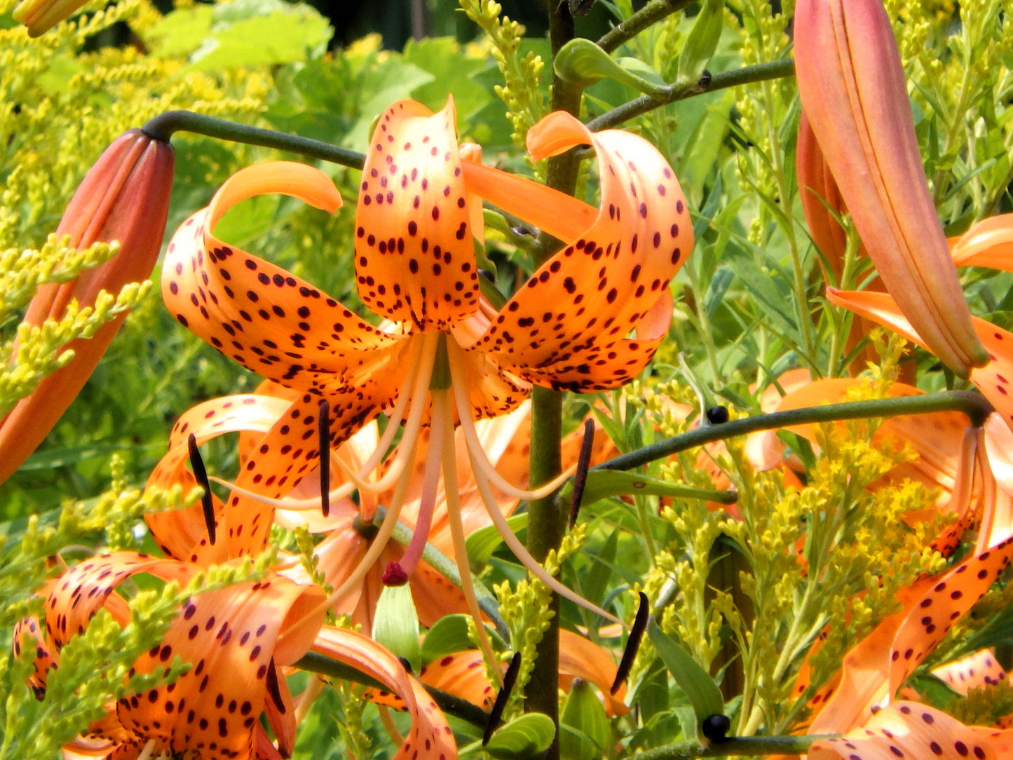 20 Orange TURKS CAP Tiger LILY Lilium Superbum Heirloom Native Perennial Flower Seeds