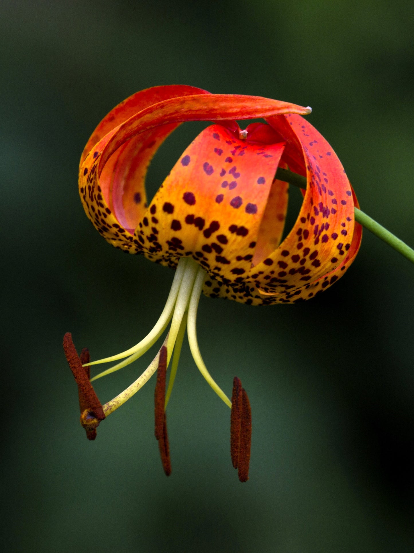 20 Orange TURKS CAP Tiger LILY Lilium Superbum Heirloom Native Perennial Flower Seeds