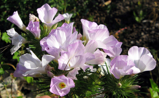 1000 California MOUNTAIN PHLOX Linanthus Grandiflorus Leptosiphon Flower Seeds