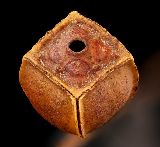 1000 Yellow SEEDBOX (Bushy Water Primrose / Rattlebox / False Loosestrife) Ludwigia Alternifolia Flower Seeds