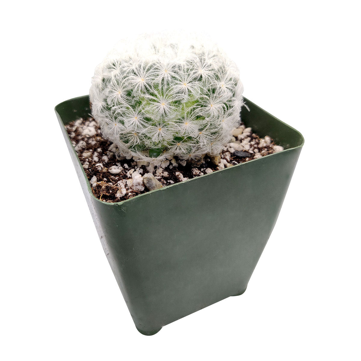 Mammillaria Plumosa 'Feather Cactus'