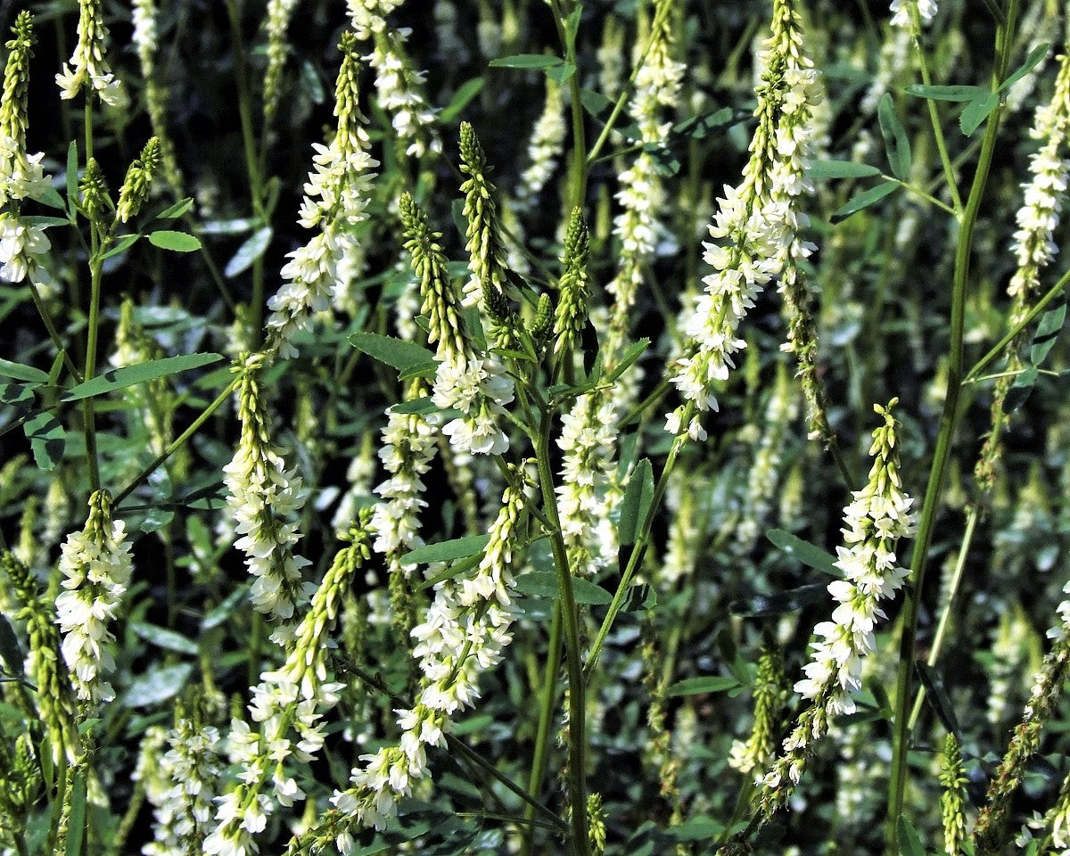 1500 WHITE Blossom SWEET CLOVER Melilotus Officinalis Alba Albus Sweetclover Honey Clover Flower Seeds