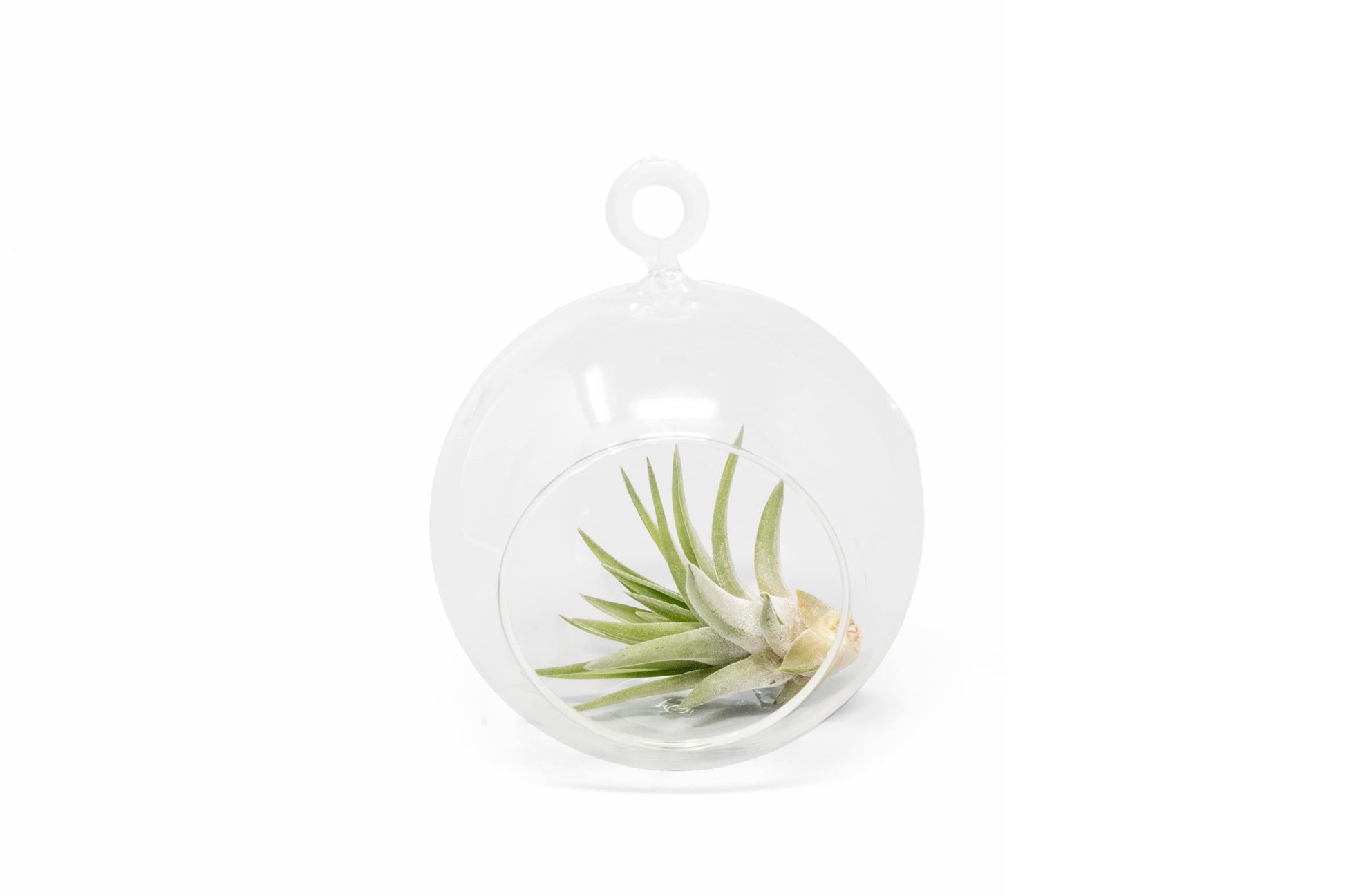 hanging plant globes Hanging Globe Terrarium with Flat Bottom – Seedville USA