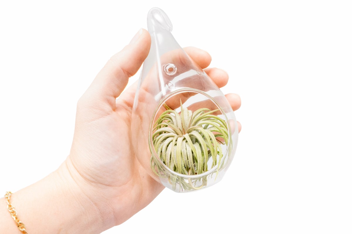 Minimalist Terrarium in a Glass Teardrop - Choose Your Custom Tillandsia Air Plant