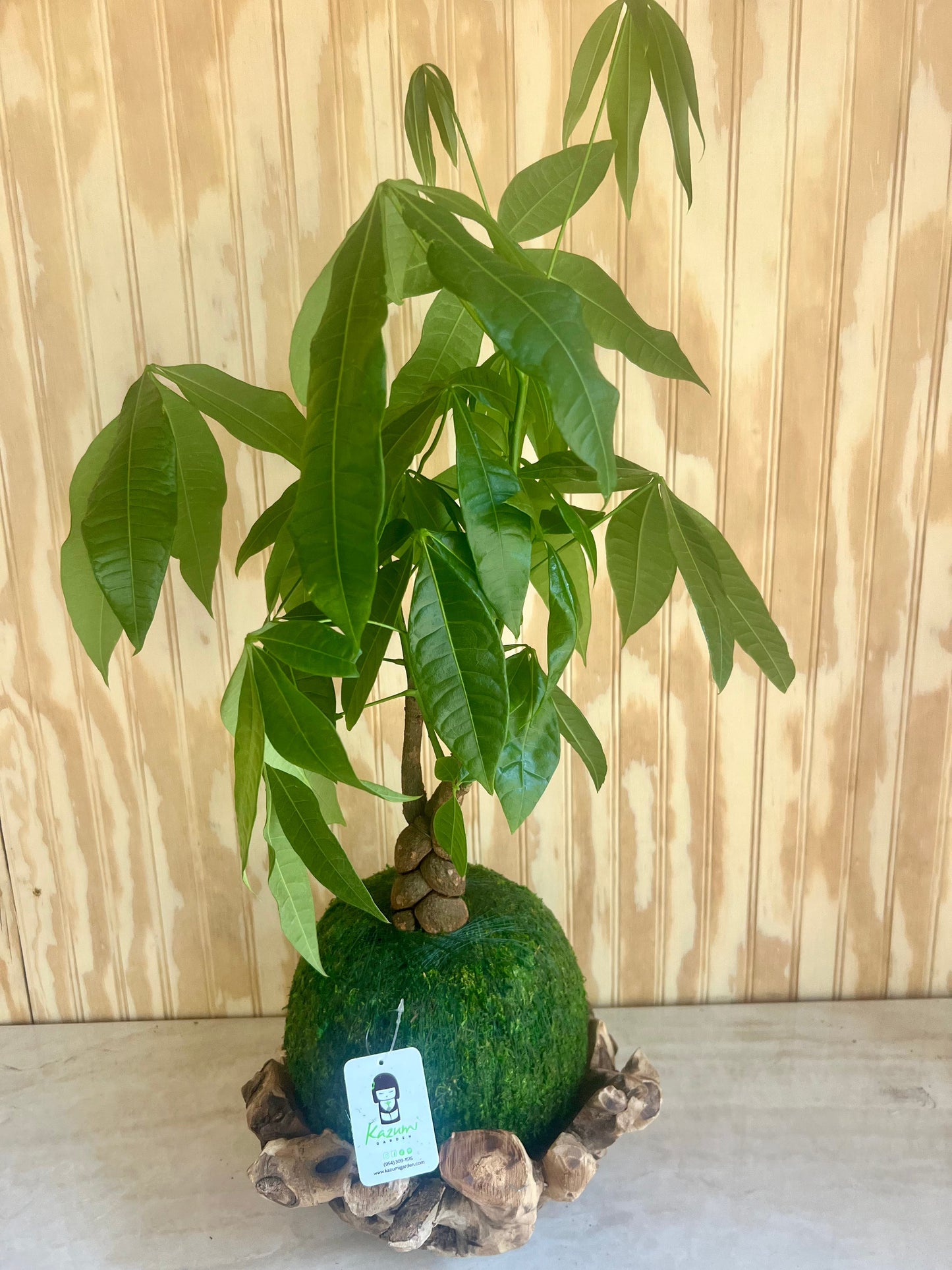 Money Tree | Moss Ball Kokedama