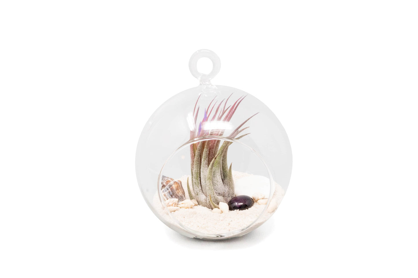 air plant terrarium sand Beach Terrarium in Flat Bottom Globe with White Sand and Tillandsia Io – Seedville USA