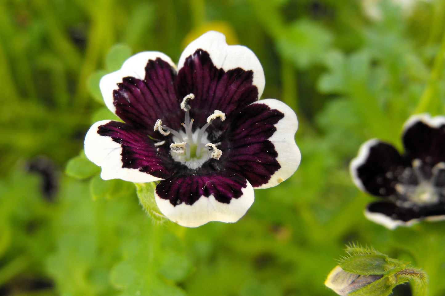 50 PENNIE BLACK - NEMOPHILA Discoidalis Penny White Flower Seeds