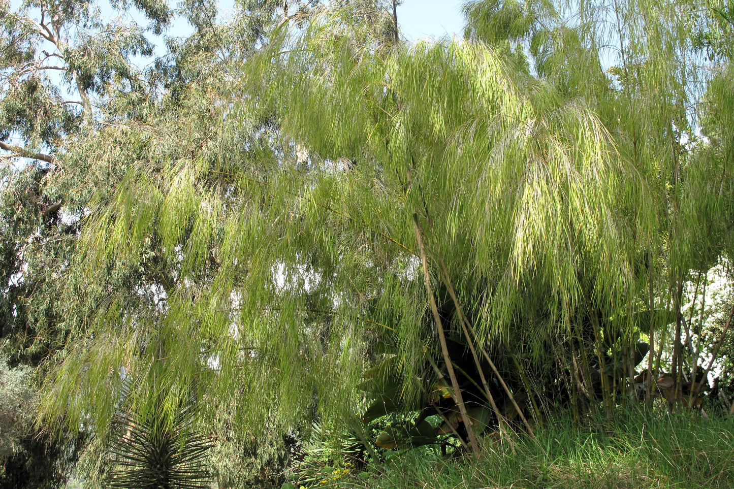 10 MEXICAN WEEPING BAMBOO Otatea Acuminata Rare Seeds