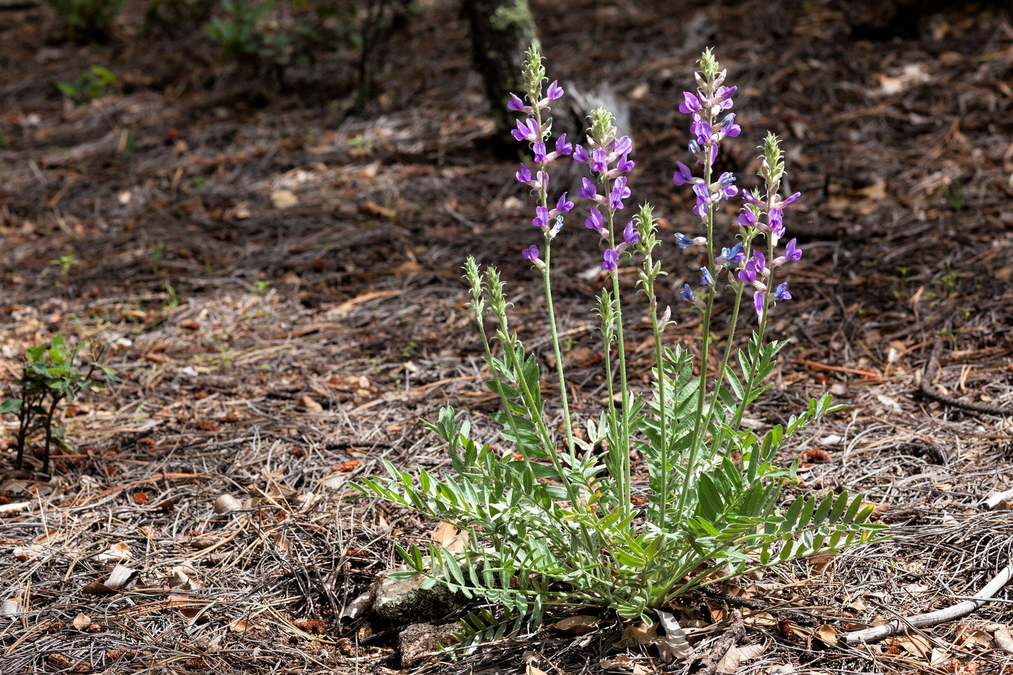 30 Purple LOCOWEED CRAZYWEED Oxytropis Lambertii Native Flower Seeds