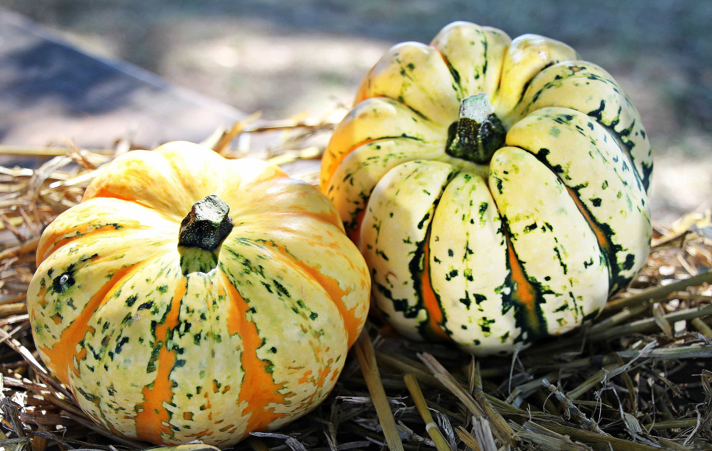 15 CARNIVAL SQUASH Winter Cucurbita Pepo Vegetable Seeds