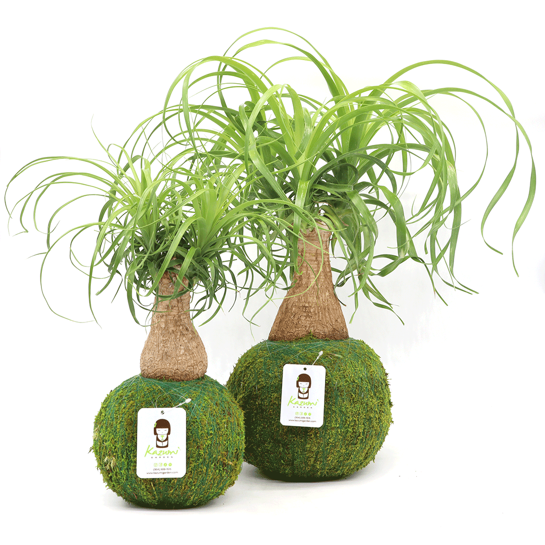 Kazumi Garden Ponytail Palm Kokedama - Thumbnail 2