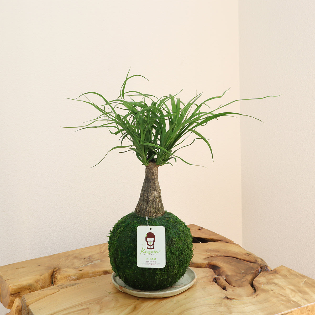 Kazumi Garden Ponytail Palm Kokedama - Thumbnail 3