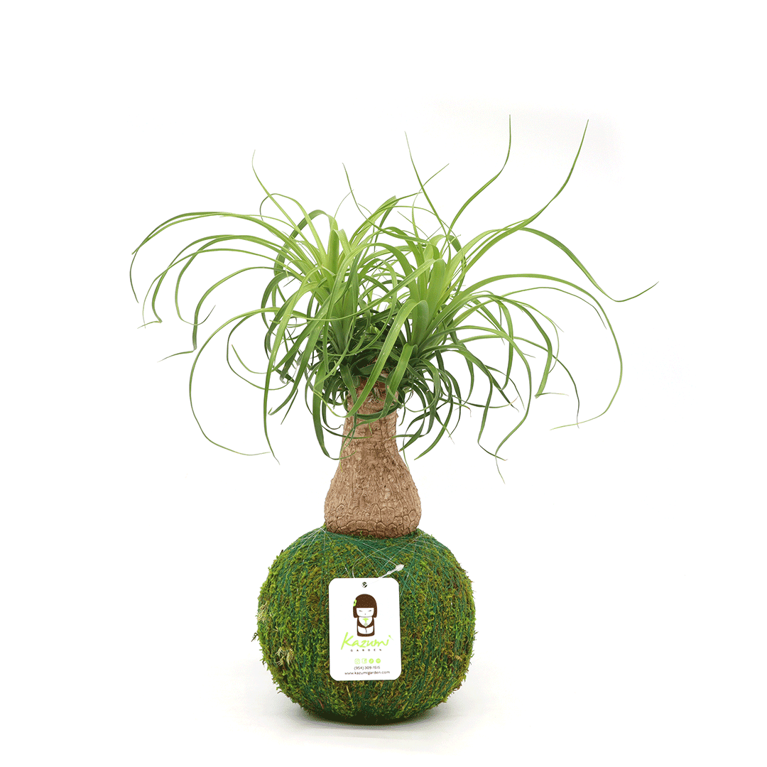 Kazumi Garden Ponytail Palm Kokedama