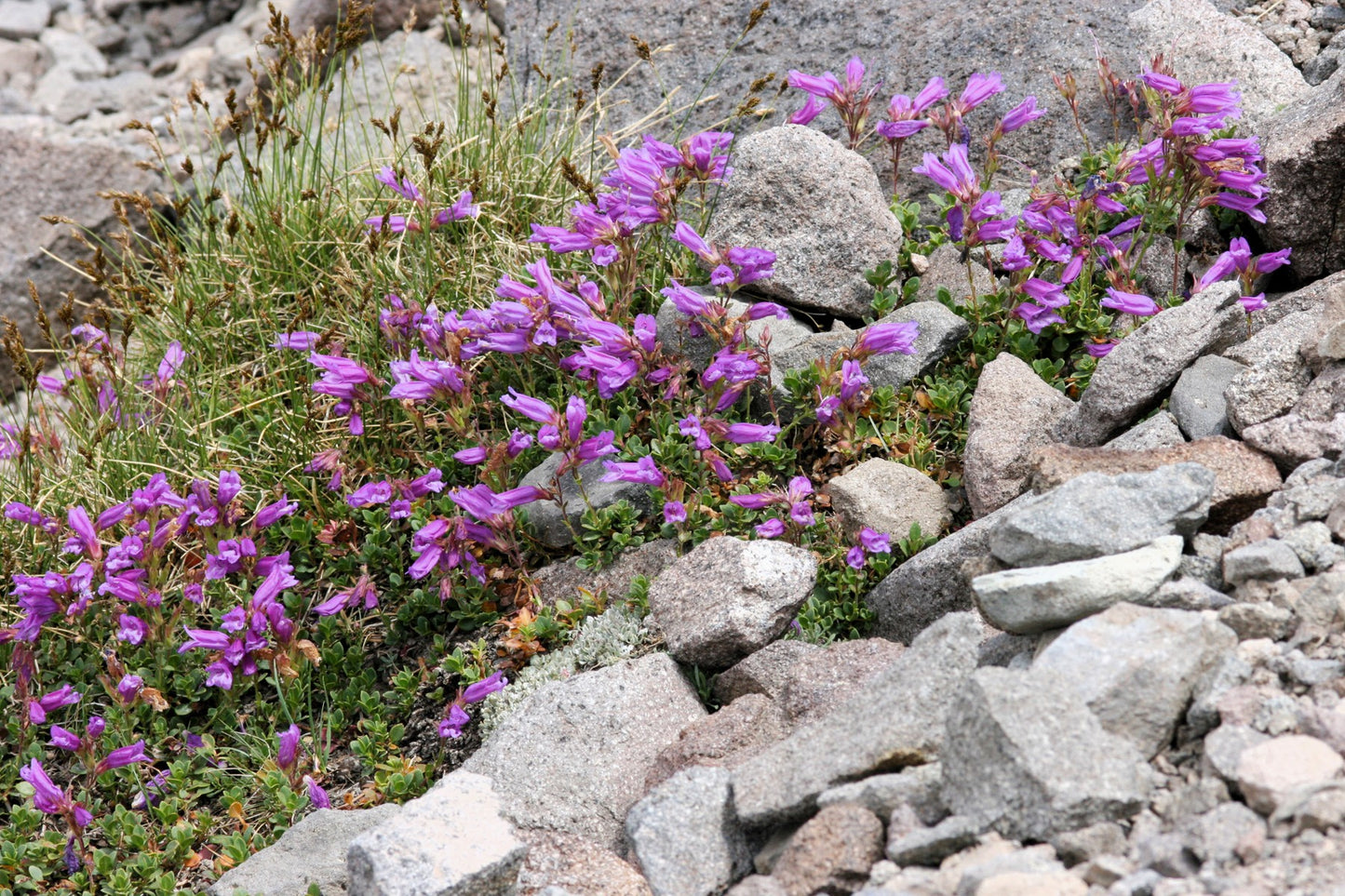50 ALPINE PENSTEMON Davidsonii Davidson's Beardtongue Purple Flower Seeds