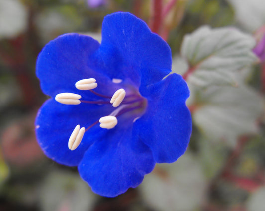 200 CALIFORNIA BLUEBELL (Wild Canterbury Bells / Desert Blue Bell) Phacelia Campanularia Flower Seeds