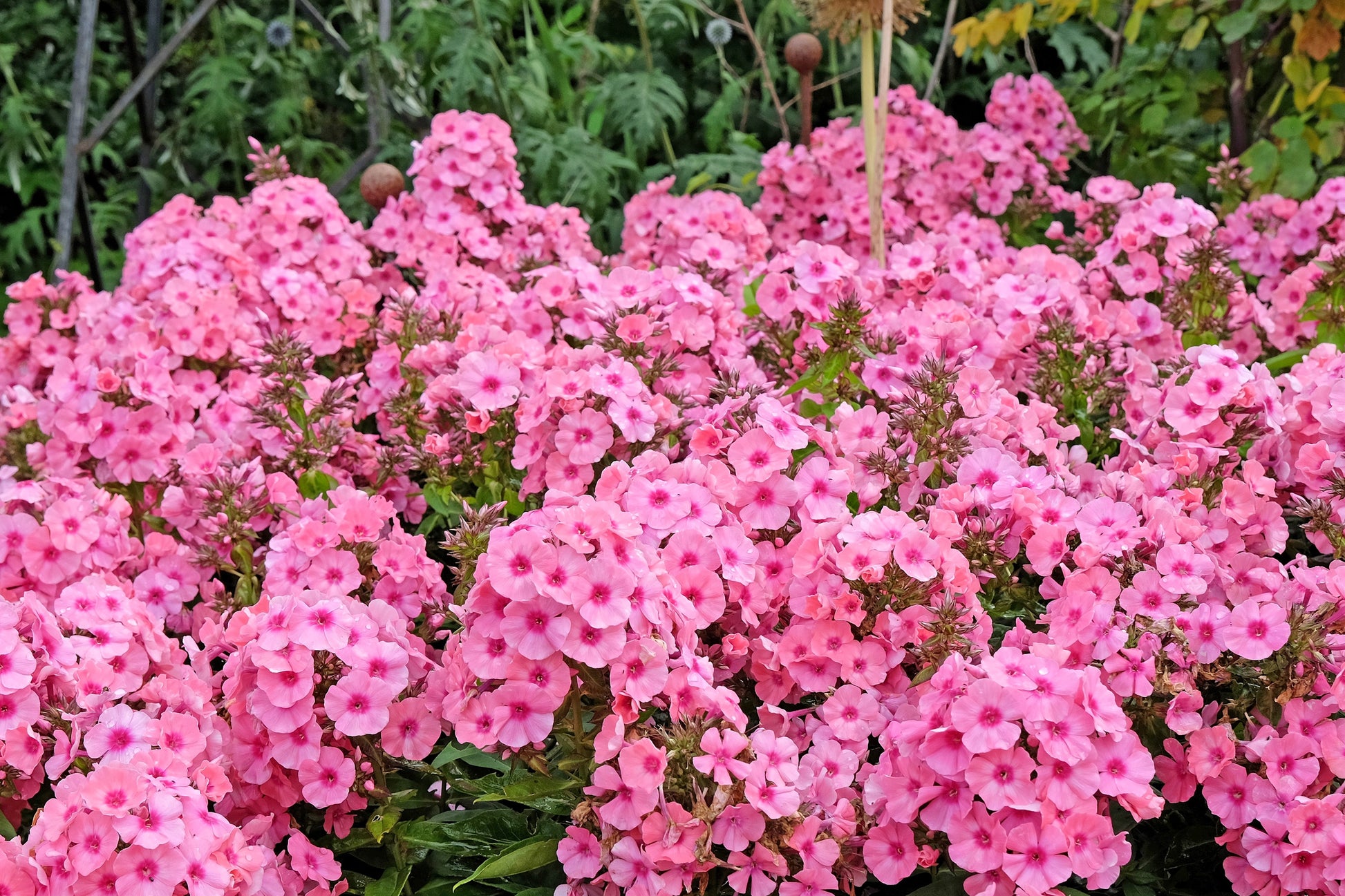 phlox plant seeds 100 PINK DRUMMOND PHLOX Phlox Drummondii Flower Seeds