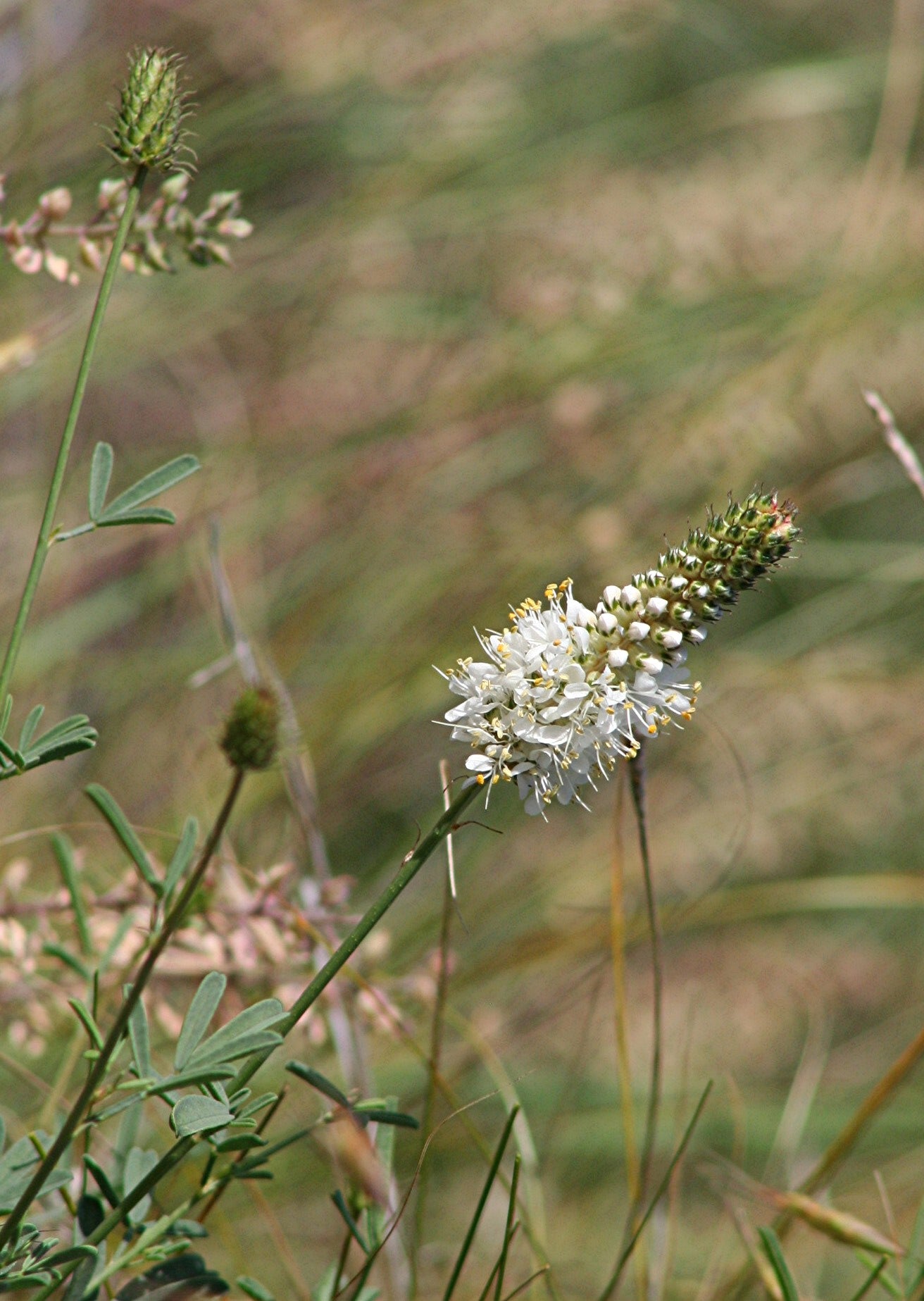 1000 WHITE PRAIRIE CLOVER Dalea Candida Flower Seeds