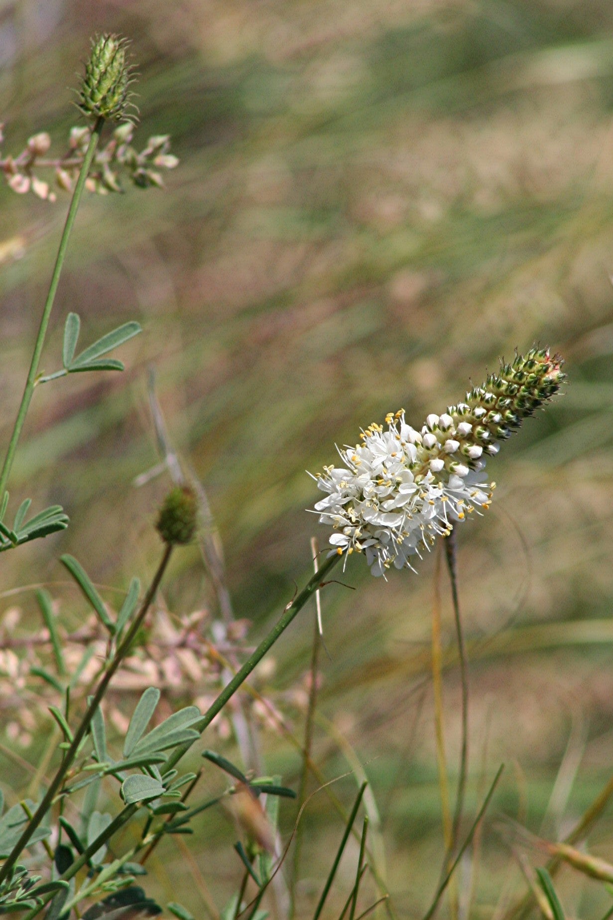 1000 WHITE PRAIRIE CLOVER Dalea Candida Flower Seeds