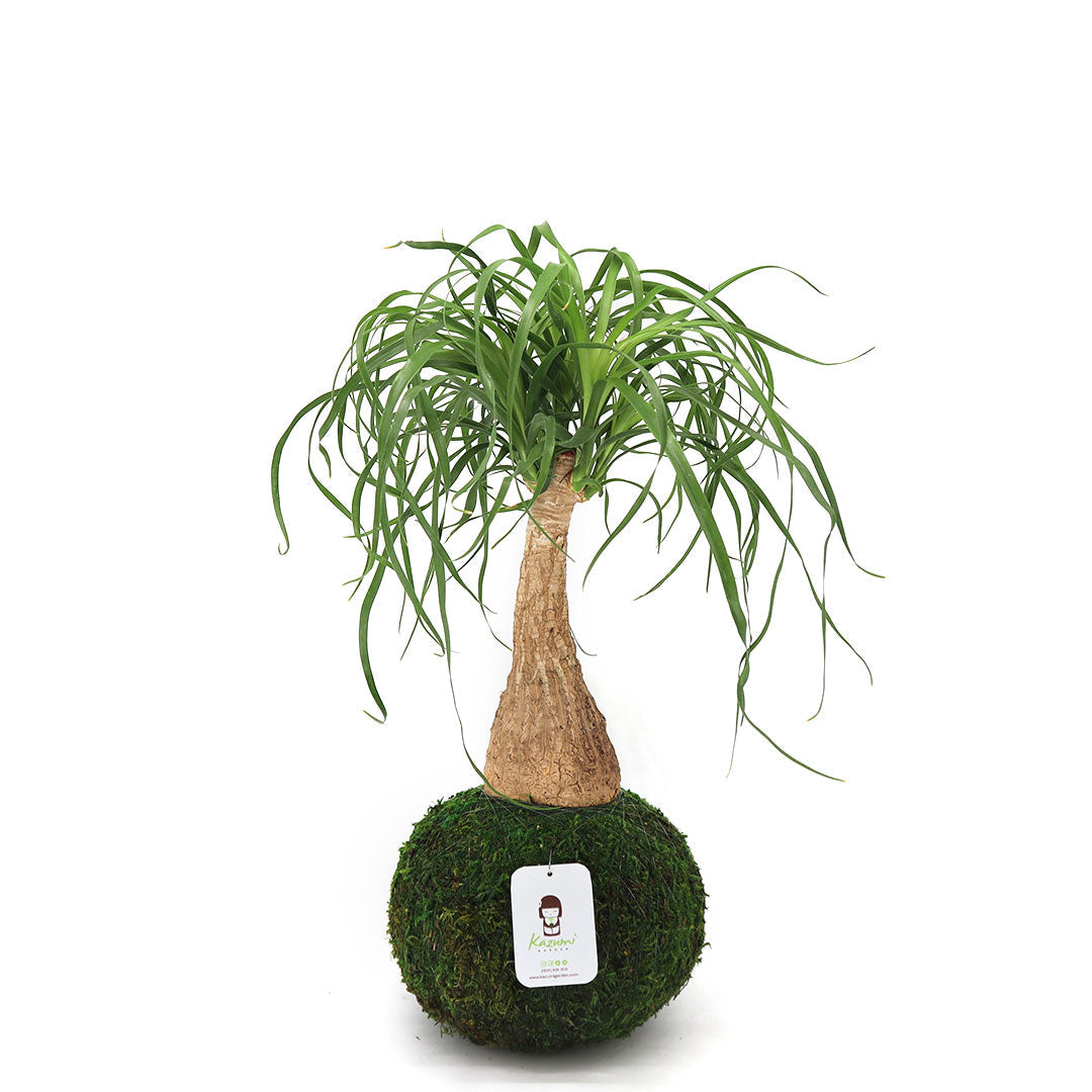 Kazumi Garden Ponytail Palm Kokedama - Thumbnail 4
