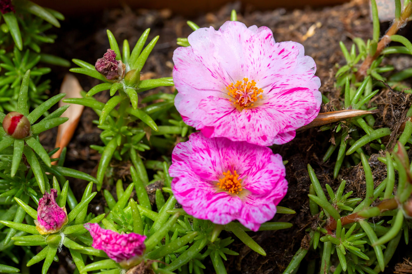 40 Sundial PEPPERMINT PORTULACA Grandiflora Moss Rose Pink Streaked Succulent Flower Seeds