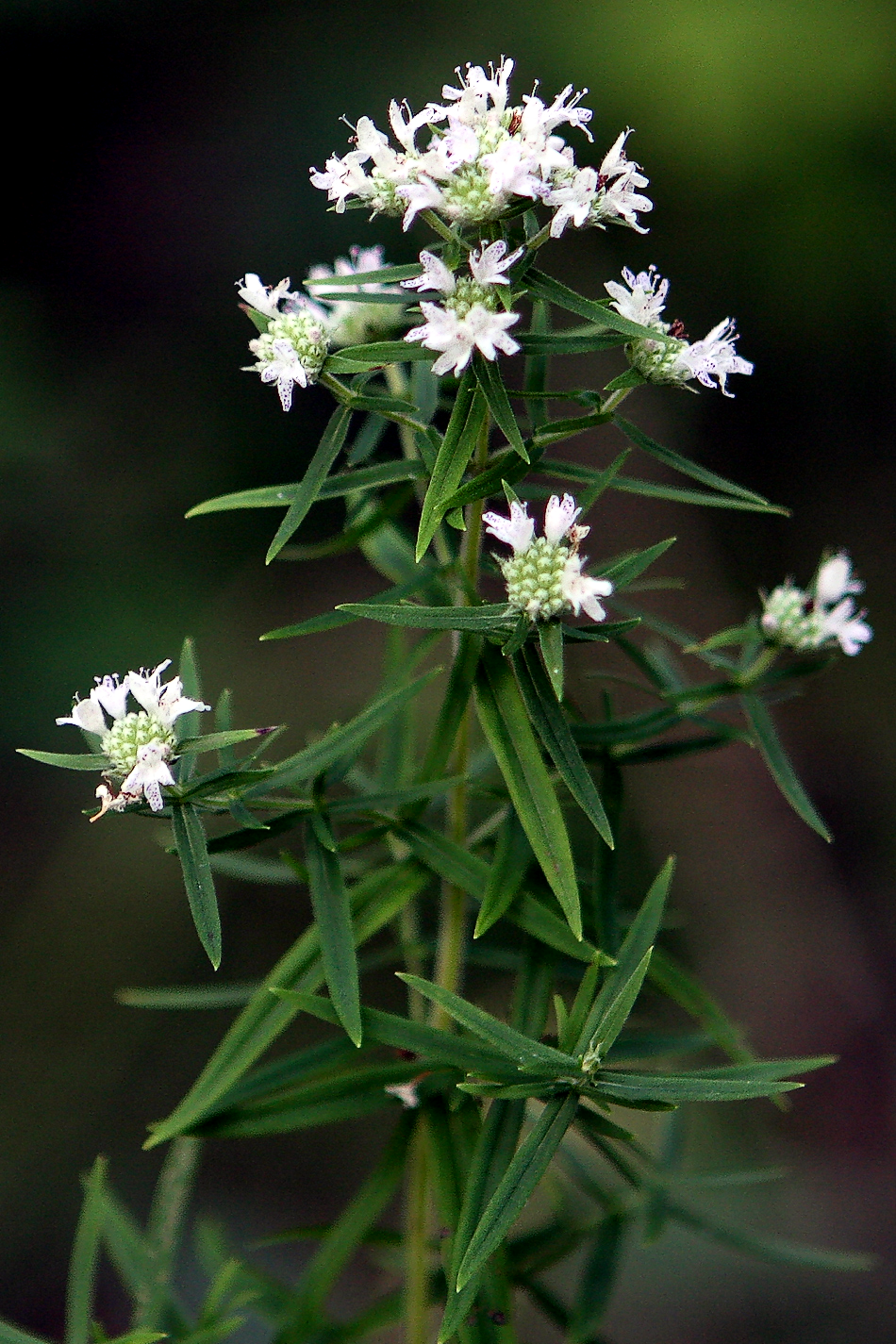 500 VIRGINIA MINT Pycnanthemum Virginianum Mountainmint Native White Flower Herb Seeds