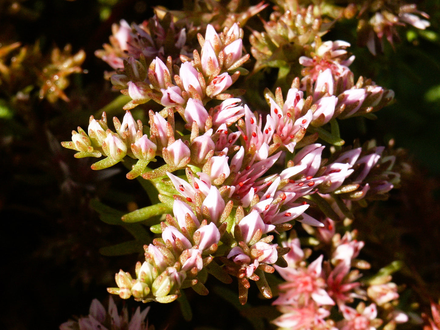 50 SEASTAR / WIDOWS Cross SEDUM Sea Star Stonecrop Sedum Pulchellum Flower Seeds