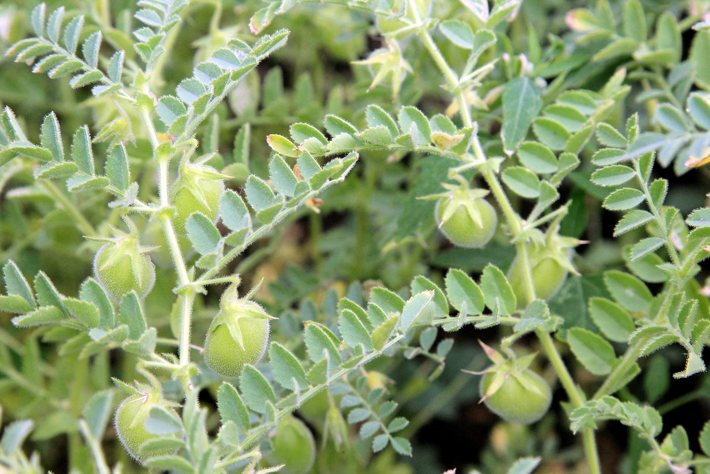 lentil plant seeds 100 RED LENTIL Lens Culinaris Vegetable Seeds – Seedville USA