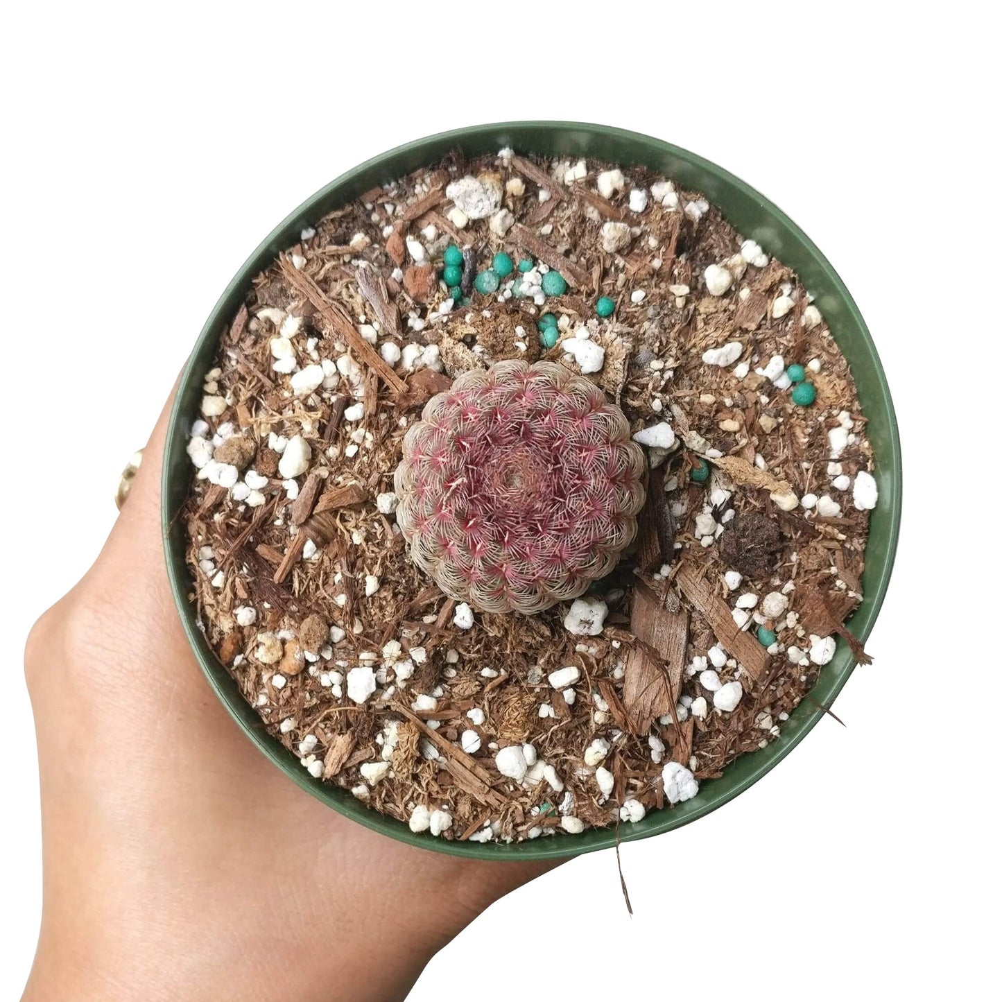 Rainbow Hedgehog Cactus