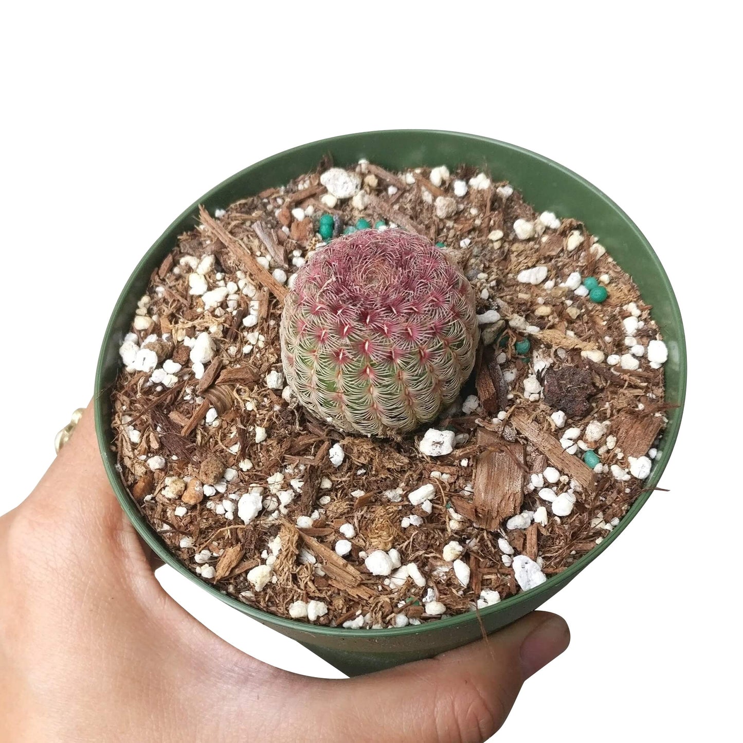 Rainbow Hedgehog Cactus