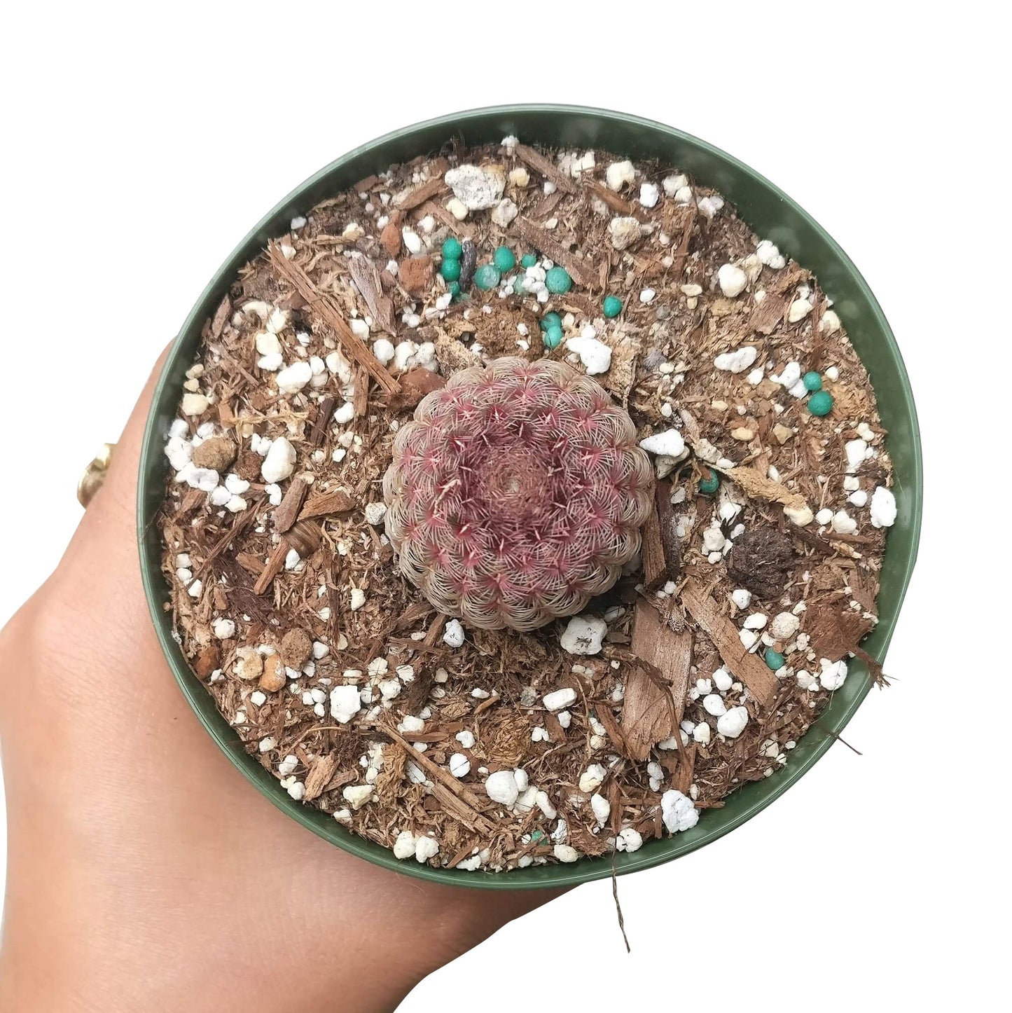 Rainbow Hedgehog Cactus