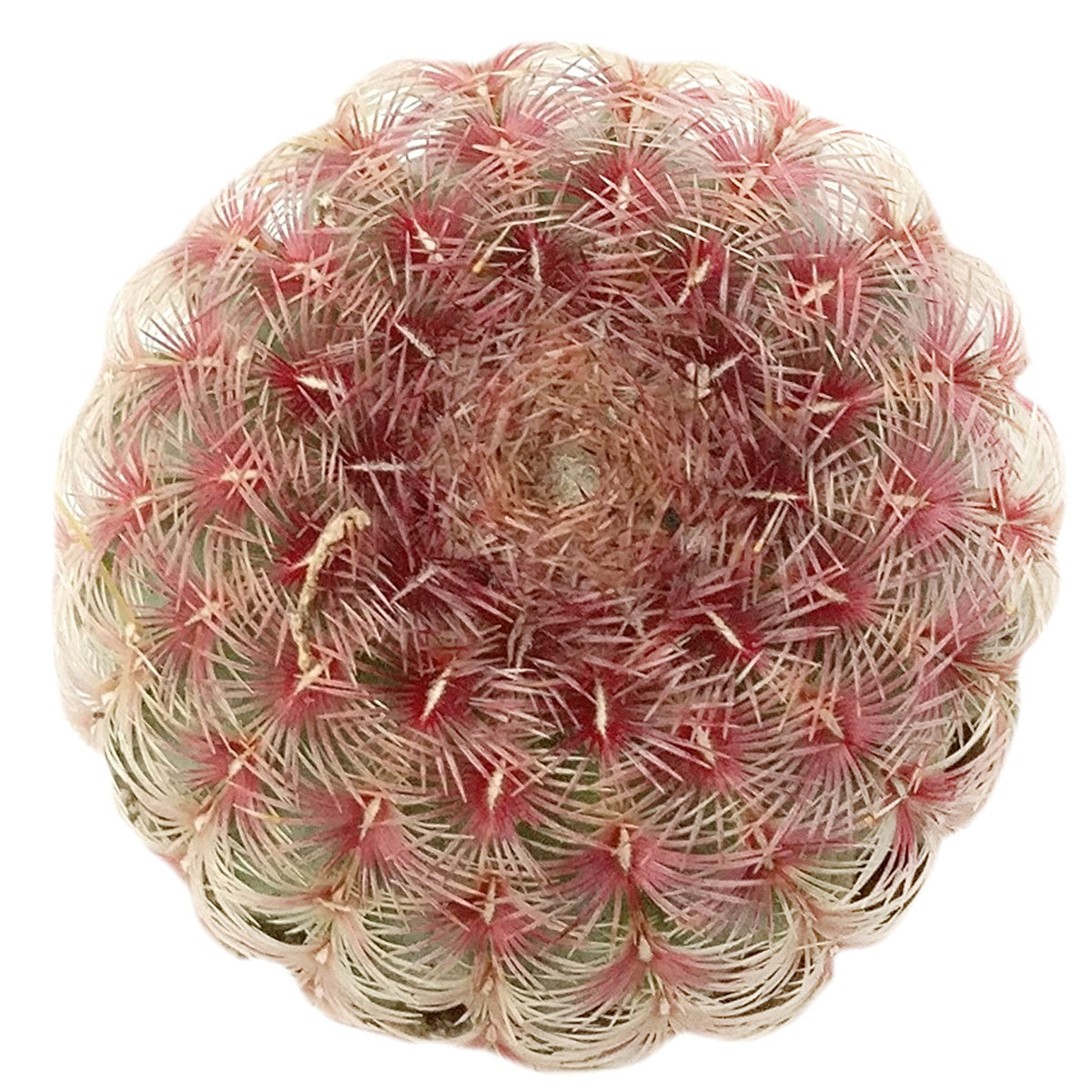 Rainbow Hedgehog Cactus