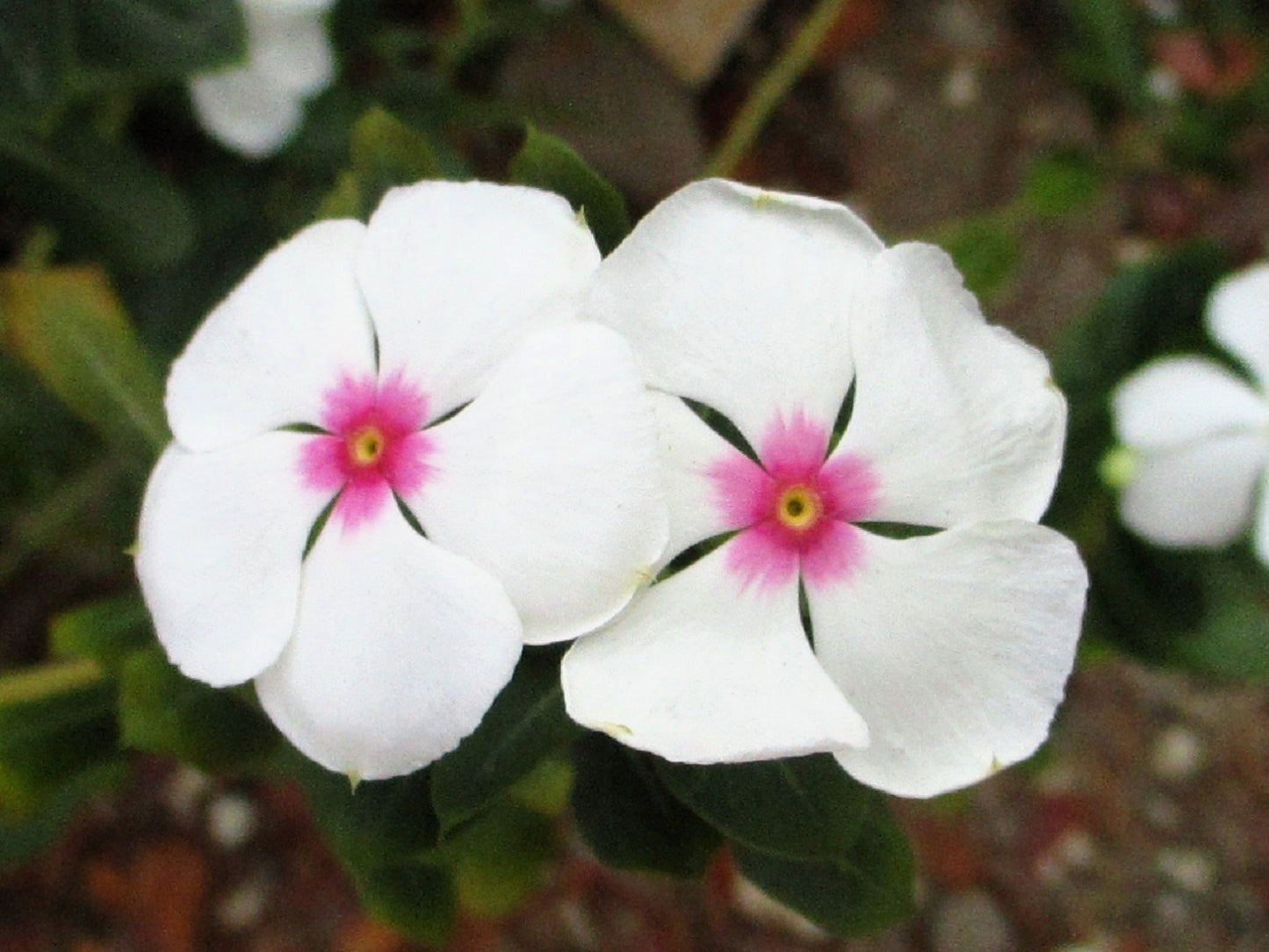 100 BRIGHT EYES PERIWINKLE Vinca Rosea Dwarf White & Pink Flower Seeds