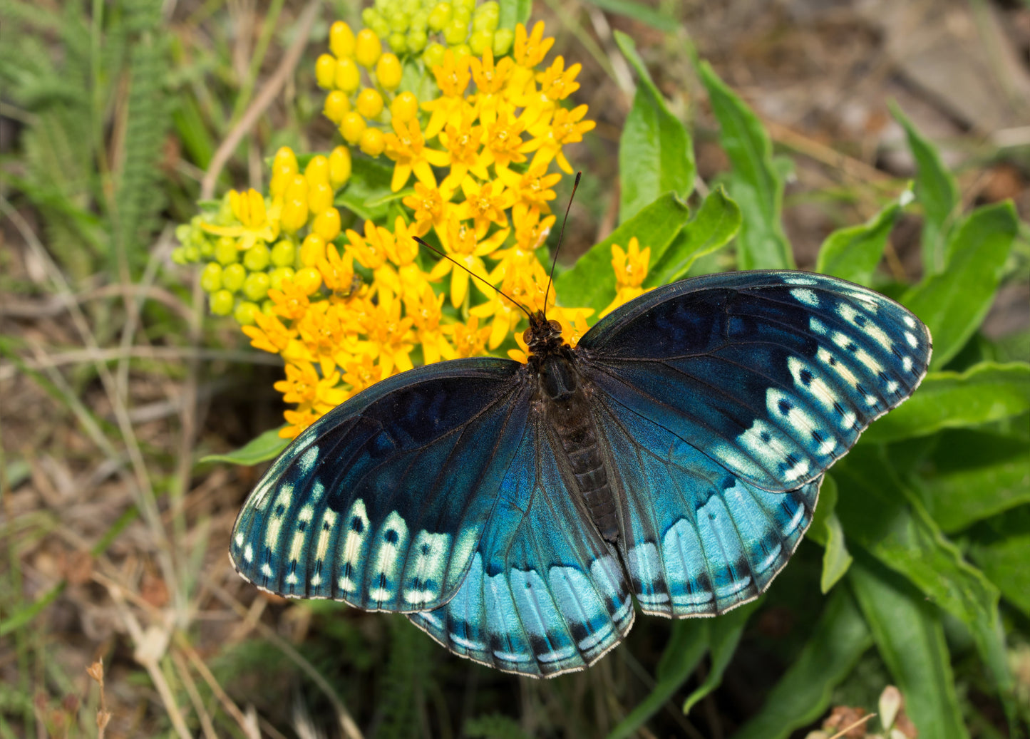 10 Bright YELLOW MILKWEED Butterfly Weed Asclepias Tuberosa Monarch Flower Seeds