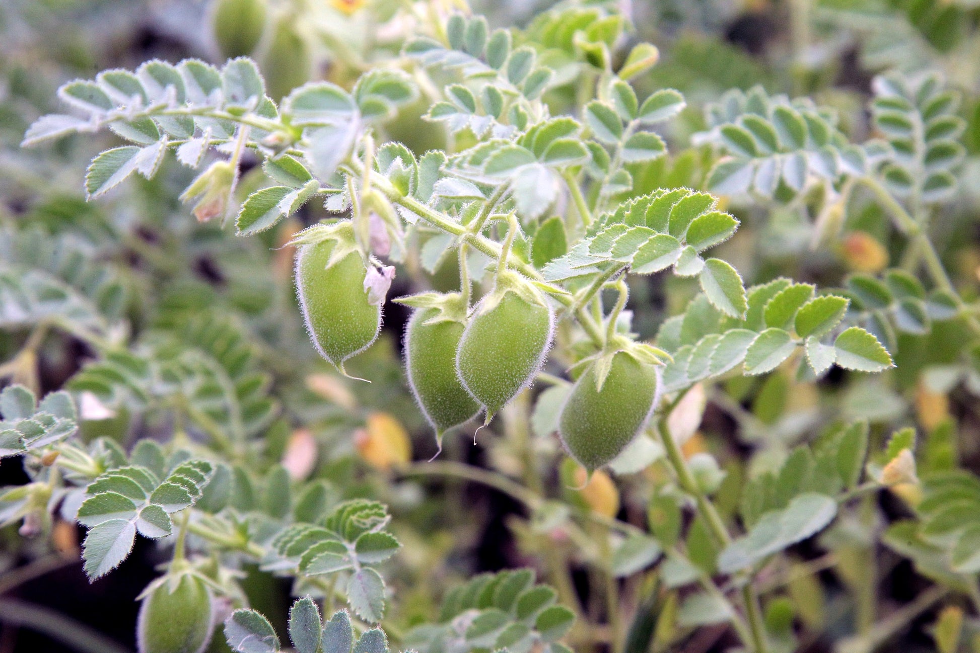 lentil seed plant 100 RED LENTIL Lens Culinaris Vegetable Seeds – Seedville USA