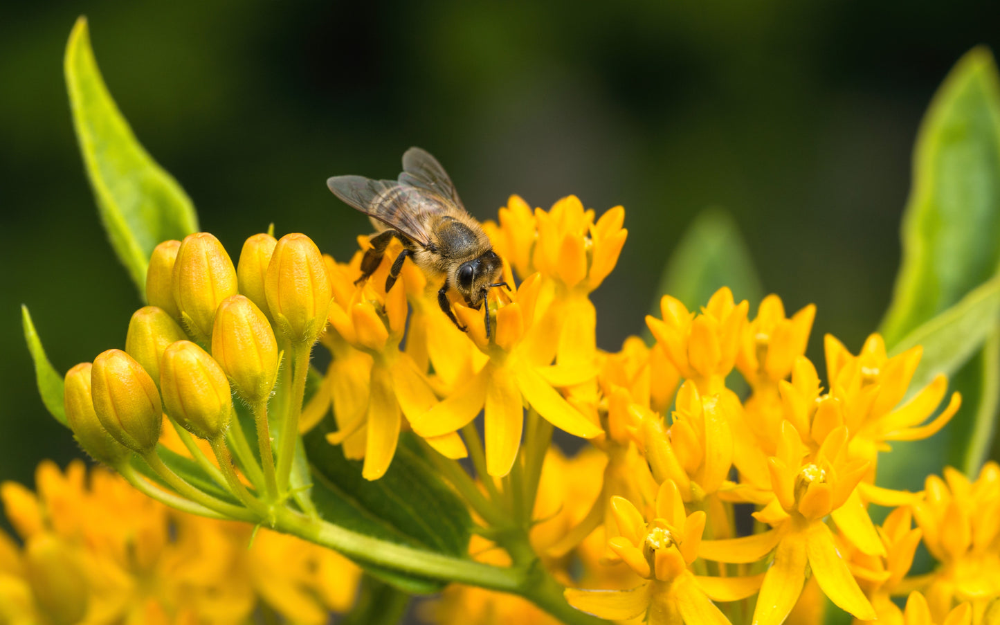 10 Bright YELLOW MILKWEED Butterfly Weed Asclepias Tuberosa Monarch Flower Seeds