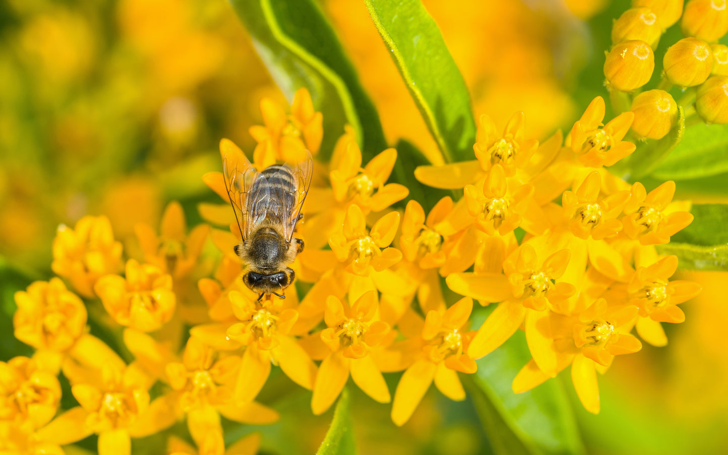 10 Bright YELLOW MILKWEED Butterfly Weed Asclepias Tuberosa Monarch Flower Seeds