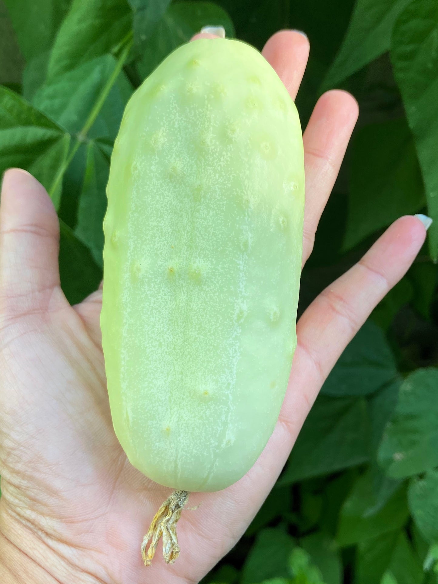 50 WHITE WONDER CUCUMBER Fruit Cucumis Sativus Seeds