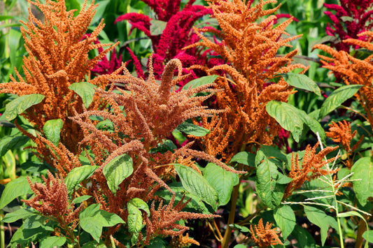 100 Pastel AUTUMNS TOUCH AMARANTHUS Cruentus Bronze Coral Apricot Flower Seeds