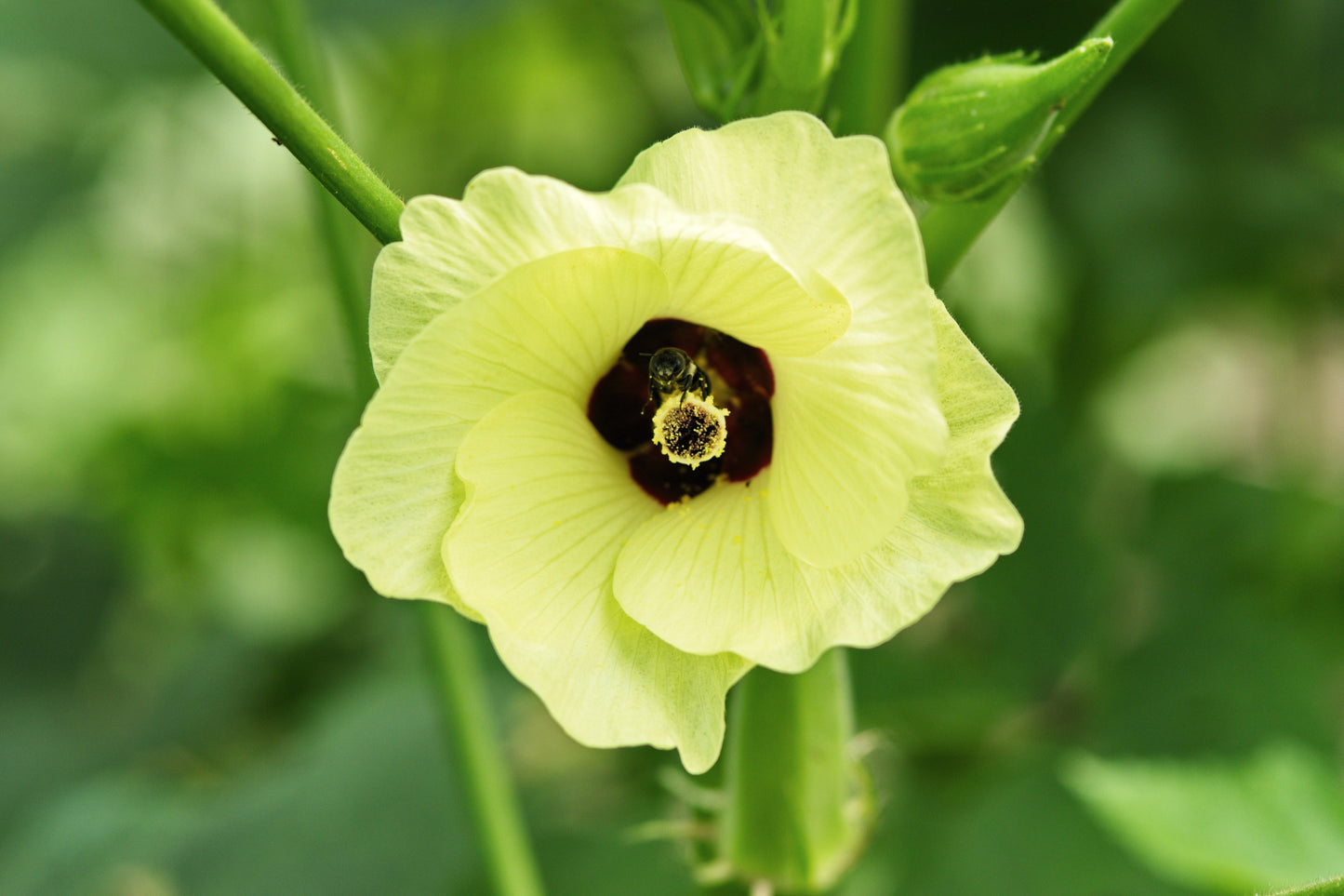 300 CLEMSON Spineless GREEN OKRA Abelmoscgus Esculentus Vegetable Seeds