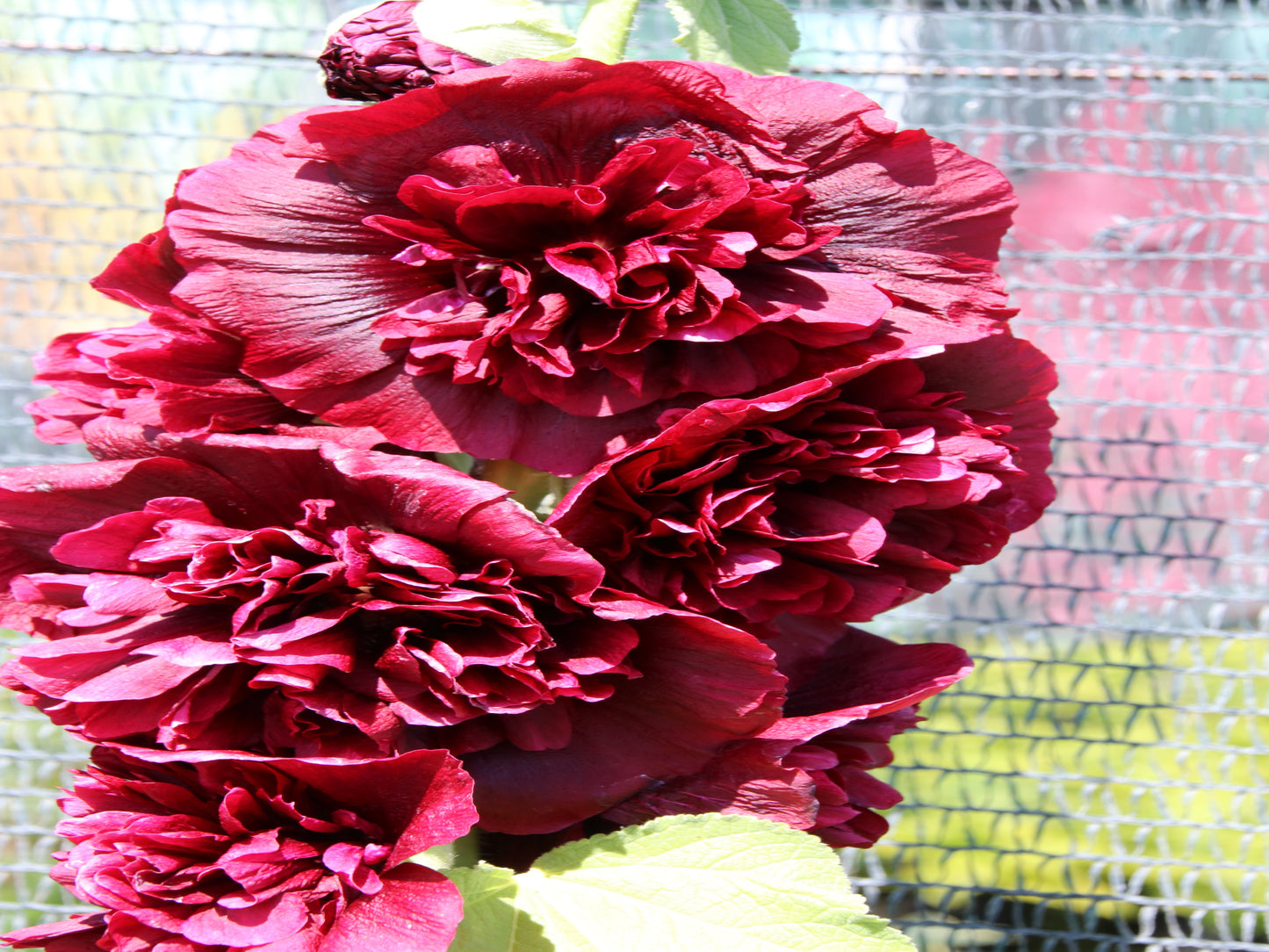 25 SCARLET DOUBLE Red HOLLYHOCK Alcea Rosea Flower Seeds Perennial