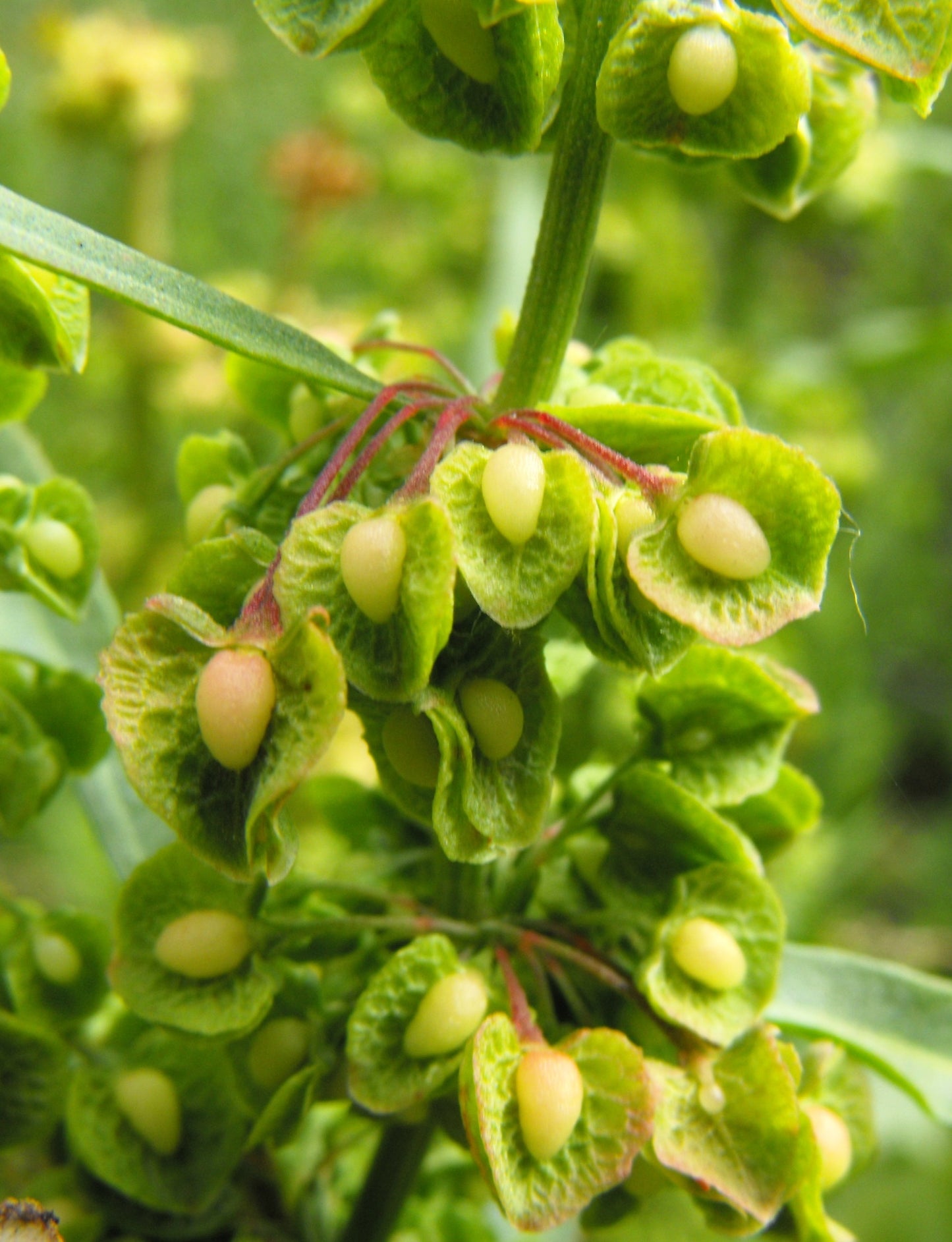 100 CURLY DOCK Yellow Dock Rumex Crispus Herb Yellow Flower Red Pod Seeds