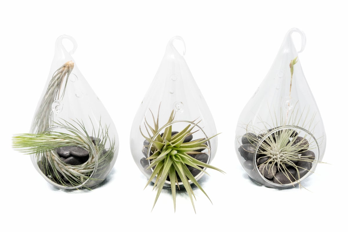 SALE - Set of 3 Funky Teardrop Terrariums with Flat Bottoms