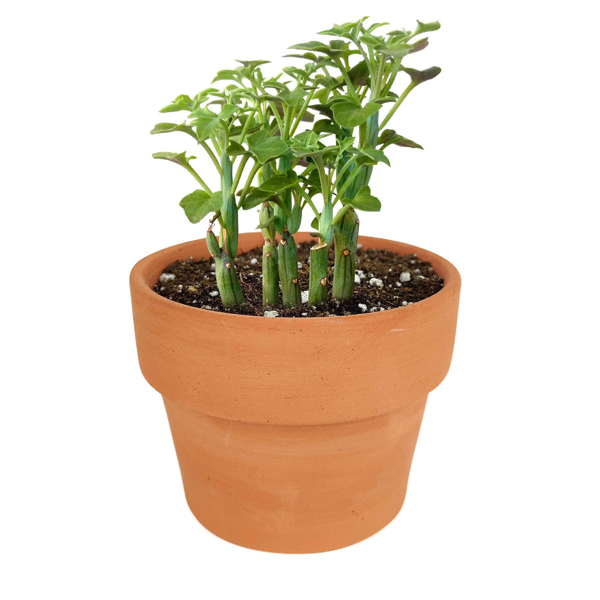 SENECIO Articulatus Candle Plant