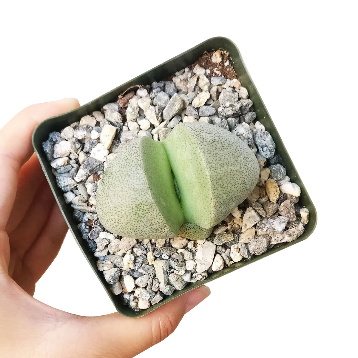split rock succulent for sale Split Rock Pleiospilos Nelii – Seedville USA