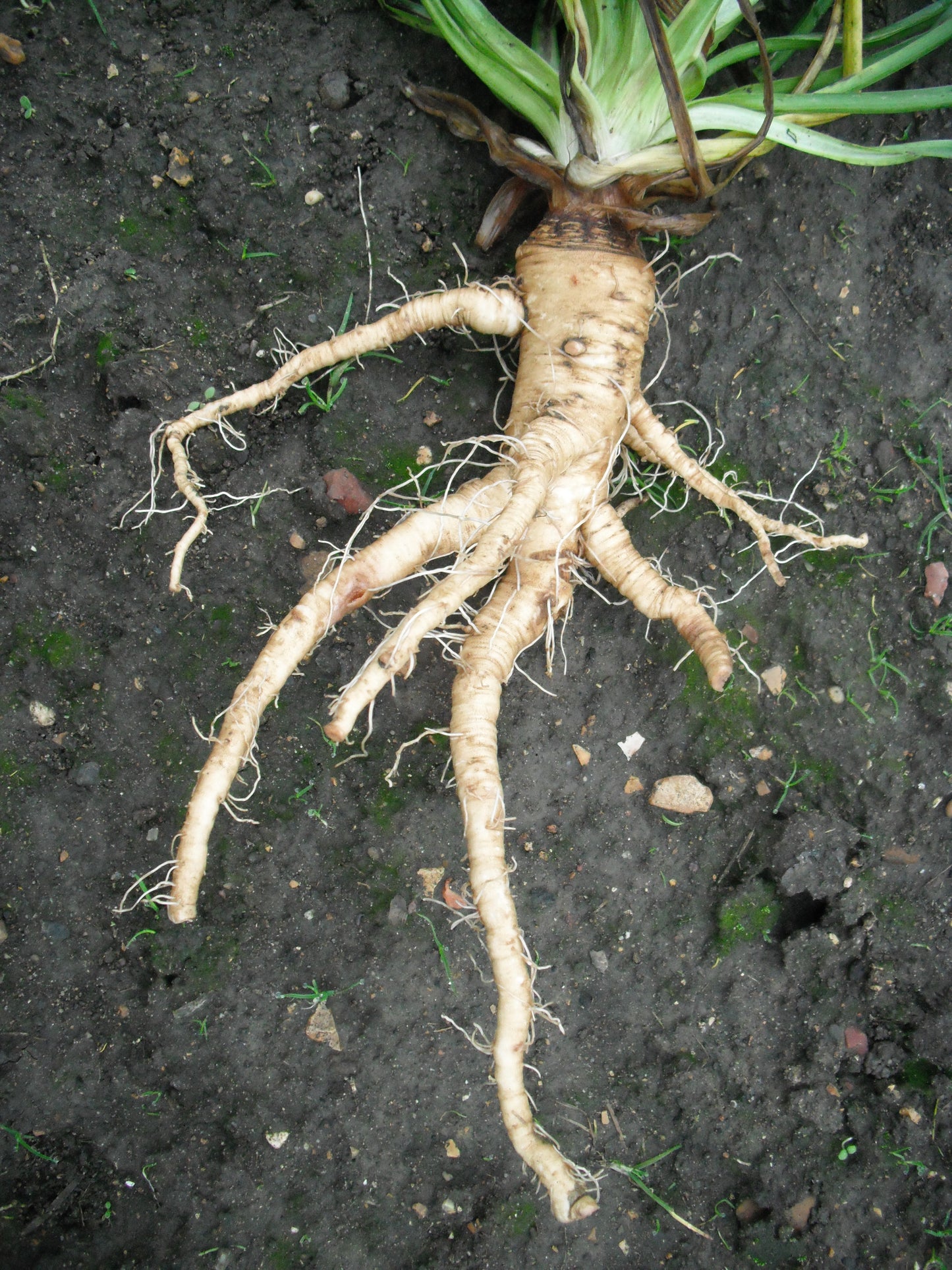 50 MAMMOTH Sandwich Island SALSIFY Tragopogon White Root Vegetable Oyster Flower Seeds