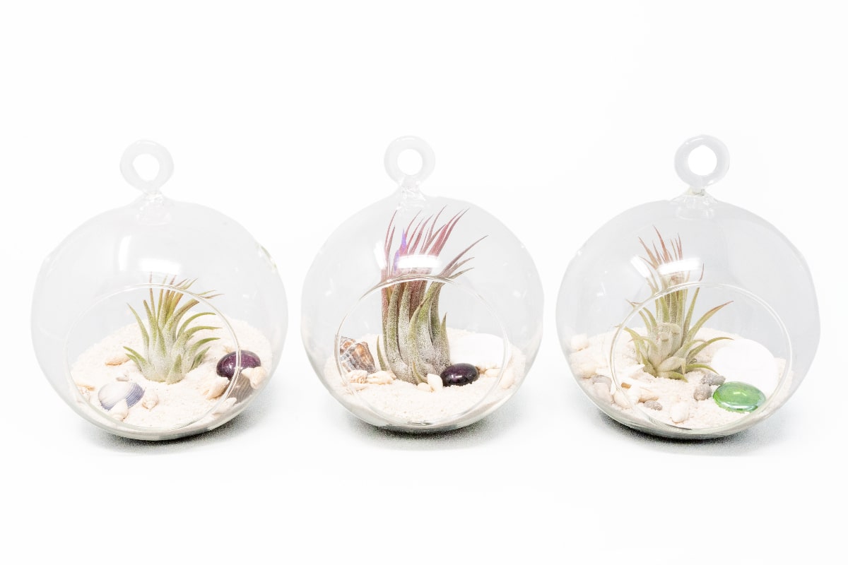 Set of 3 Beachy Globe Terrariums with White Sand