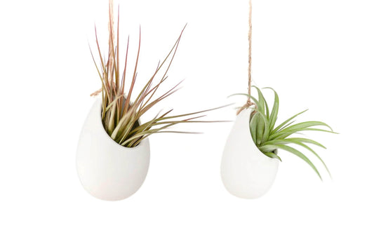 Set of 3 or 6 Large Ivory Ceramic Vases with Tillandsia Harrisii, Red Abdita, & Caput Medusae Air Plants