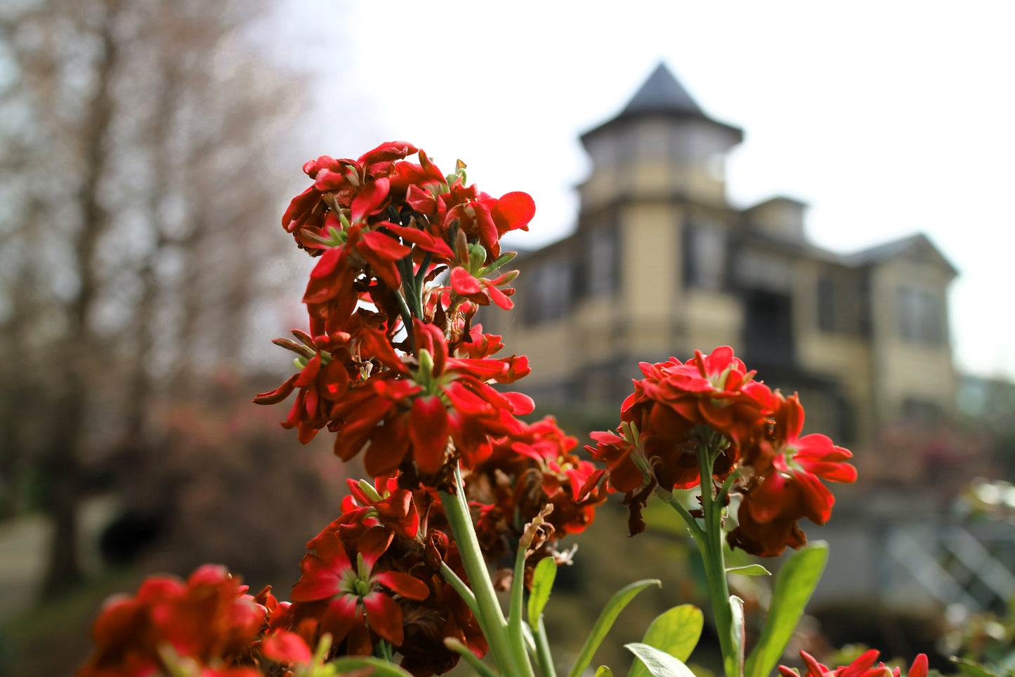 50 Crimson RED STOCK Matthiola Incana Ten-Week Gillyflower Seeds
